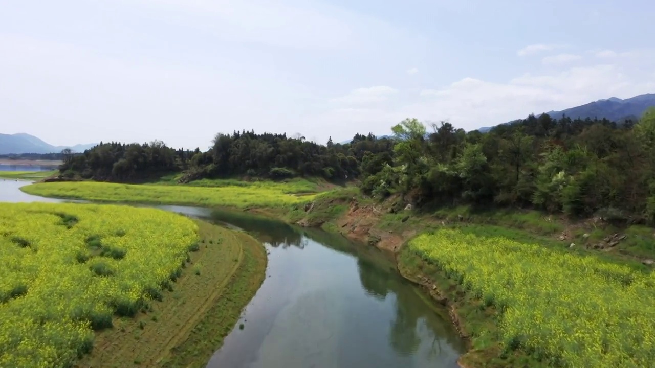 春天阳光下桂林公平湖畔盛开的油菜花视频素材