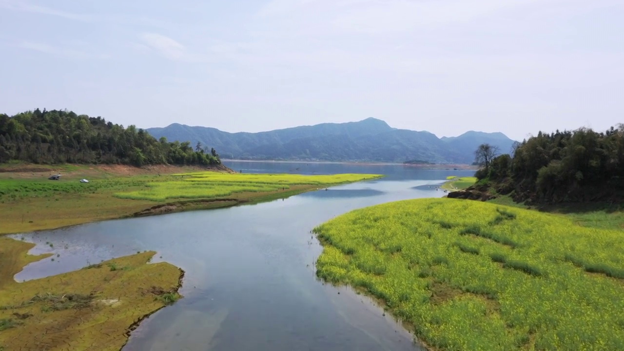 春天阳光下桂林公平湖畔盛开的油菜花视频素材