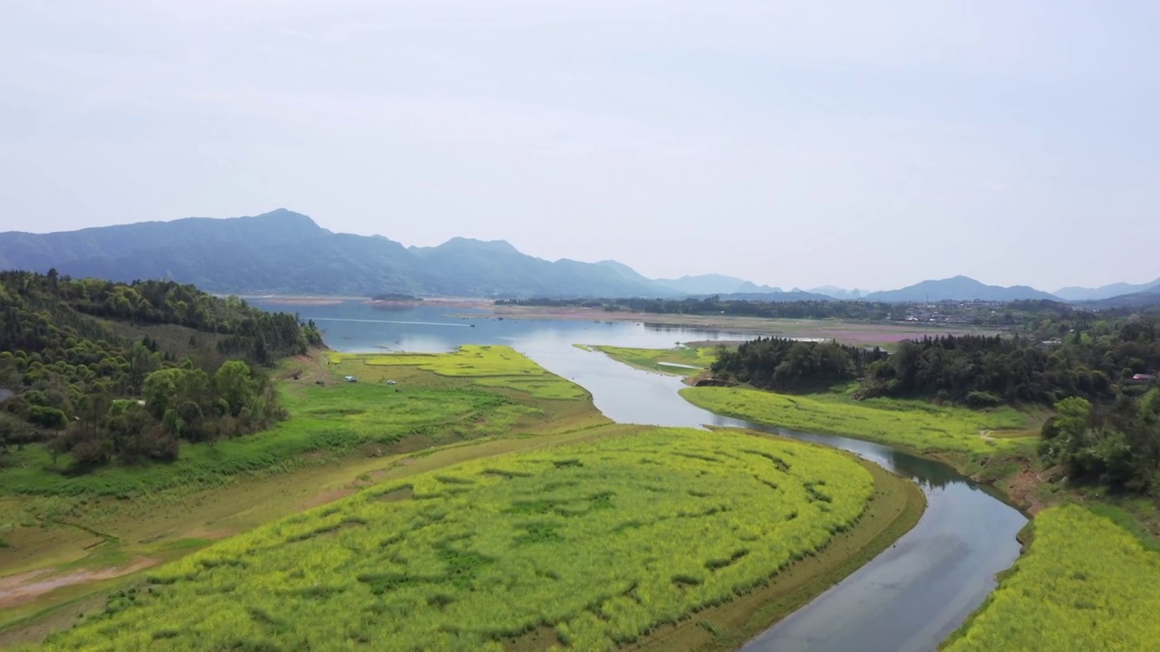 春天阳光下桂林公平湖畔盛开的油菜花视频素材