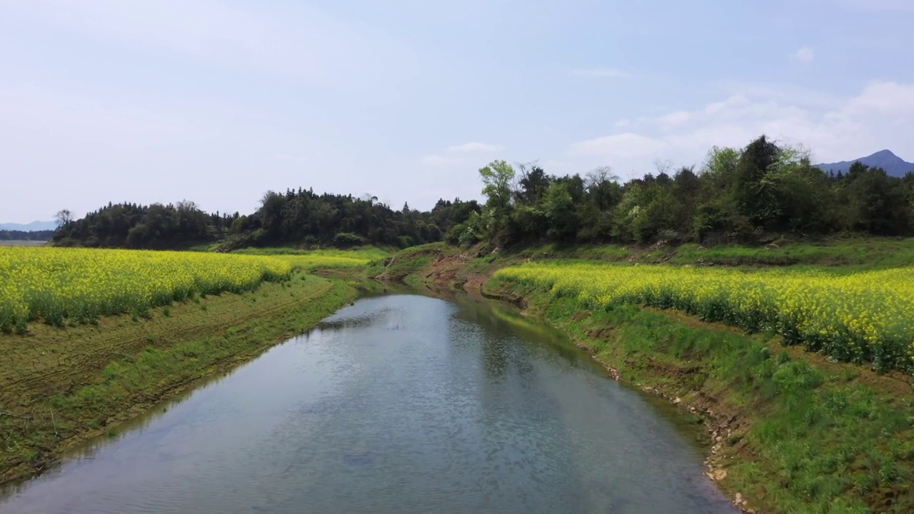 春天阳光下桂林公平湖畔盛开的油菜花视频素材