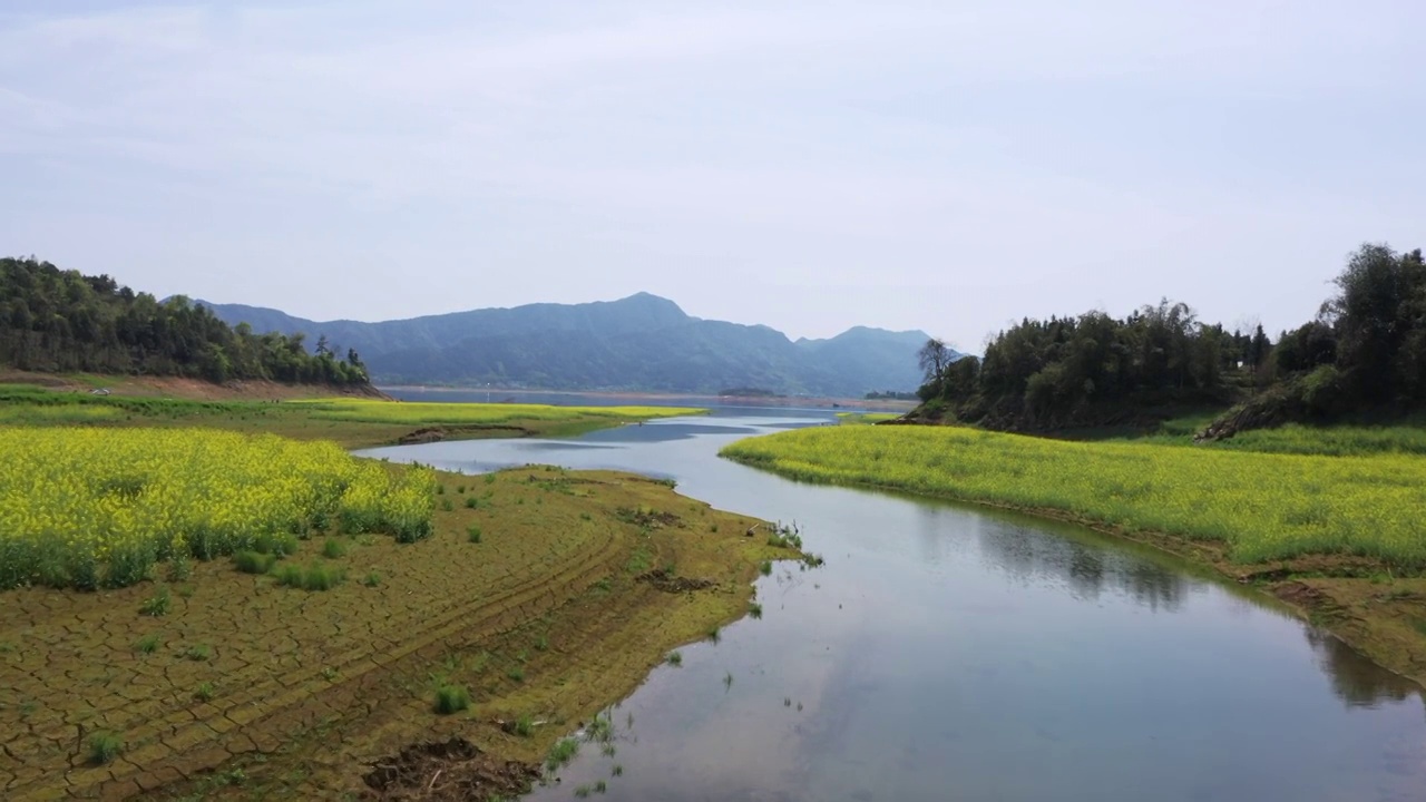 春天阳光下桂林公平湖畔盛开的油菜花视频素材