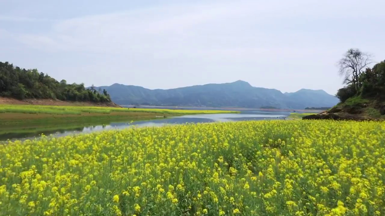 春天阳光下桂林公平湖畔盛开的油菜花视频素材