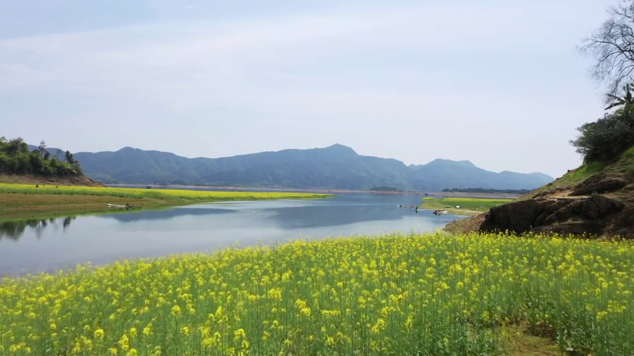 春天阳光下桂林公平湖畔盛开的油菜花视频素材