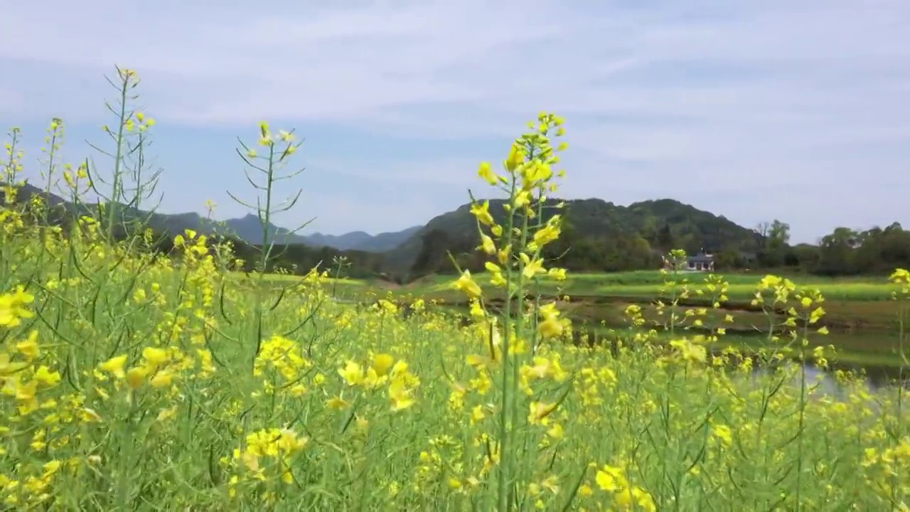 春天阳光下桂林公平湖畔盛开的油菜花视频素材