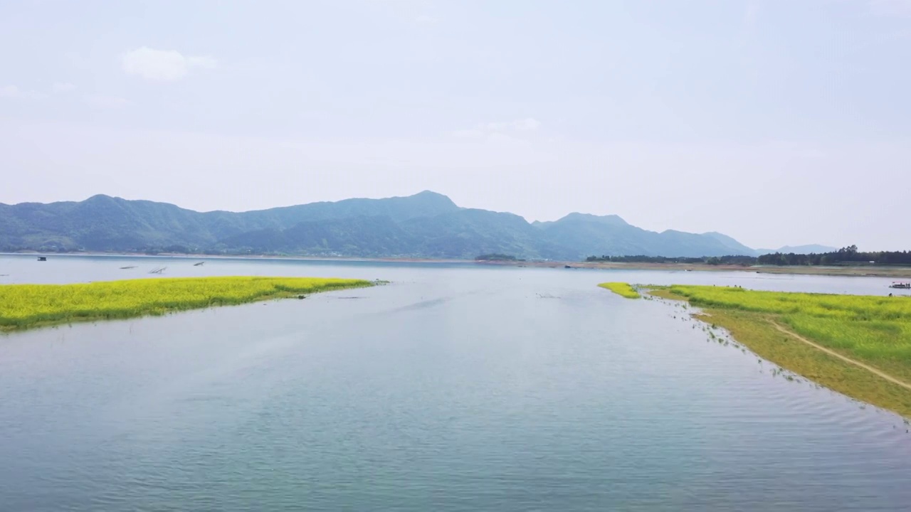 春天阳光下桂林公平湖畔盛开的油菜花视频素材