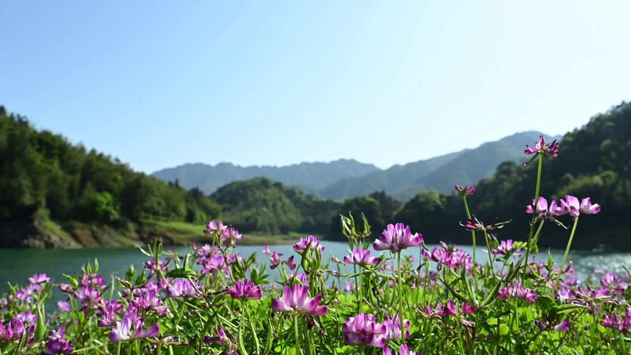 春天阳光下桂林群山间的湖和湖畔盛开的紫云英视频素材