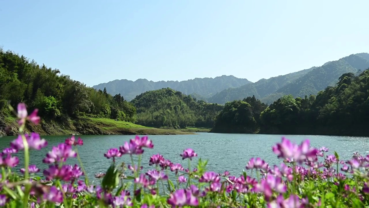 春天阳光下桂林群山间的湖和湖畔盛开的紫云英视频素材