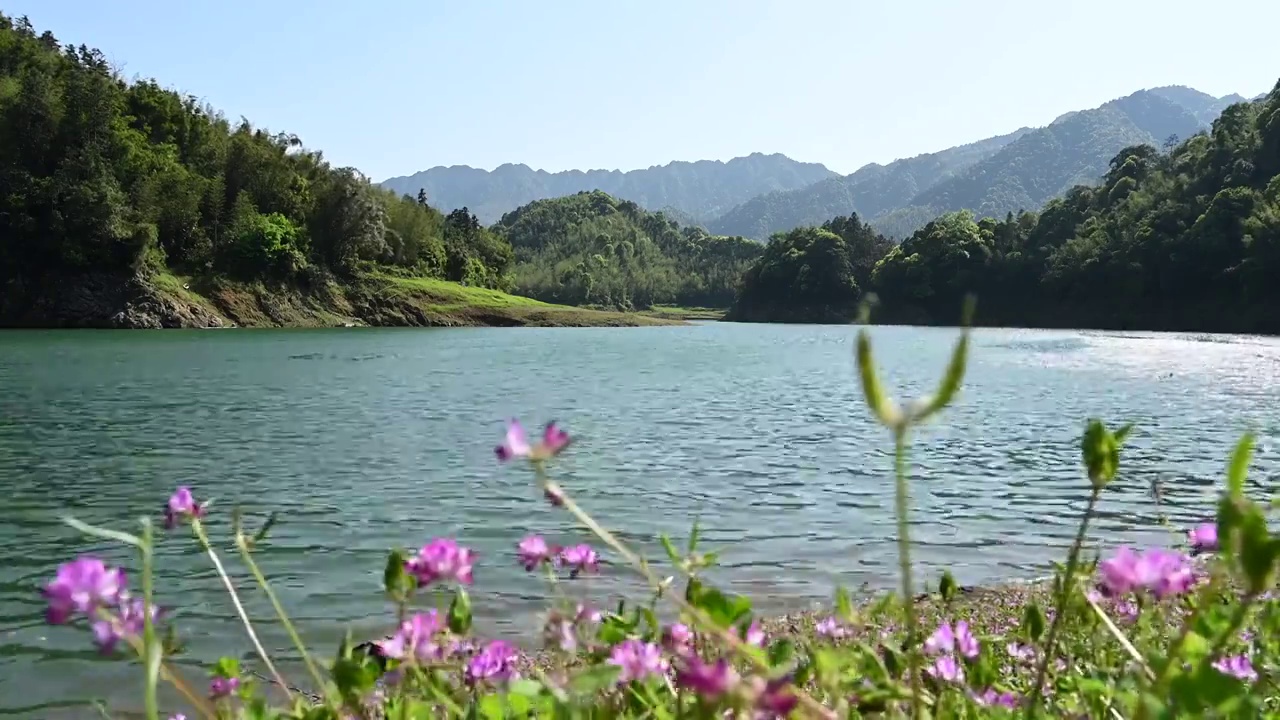 春天阳光下桂林群山间的湖和湖畔盛开的紫云英视频素材