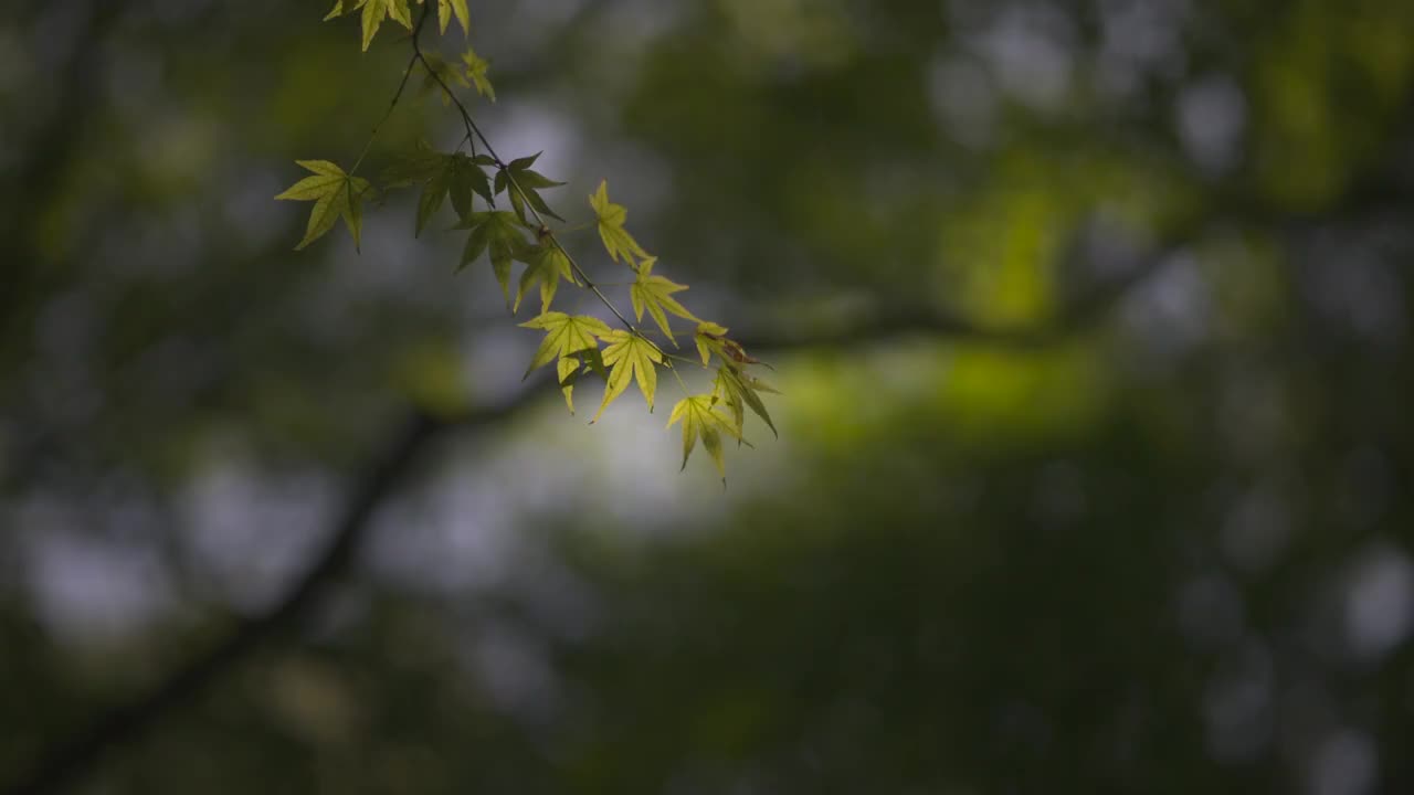 树叶的光影视频下载