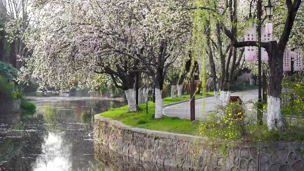 春天南京莫愁湖景区的盛开的海棠花和林荫道视频素材