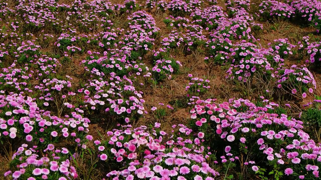 四川省绵阳市白昼，户外，路边粉菊花视频素材