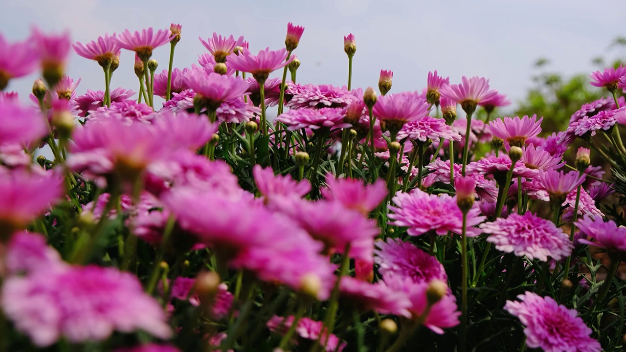 四川省绵阳市白昼，户外，路边粉菊花视频素材