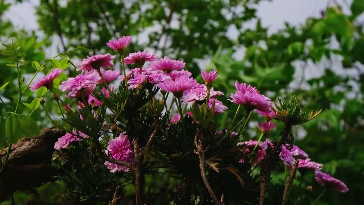 四川省绵阳市白昼，户外，路边粉菊花视频素材