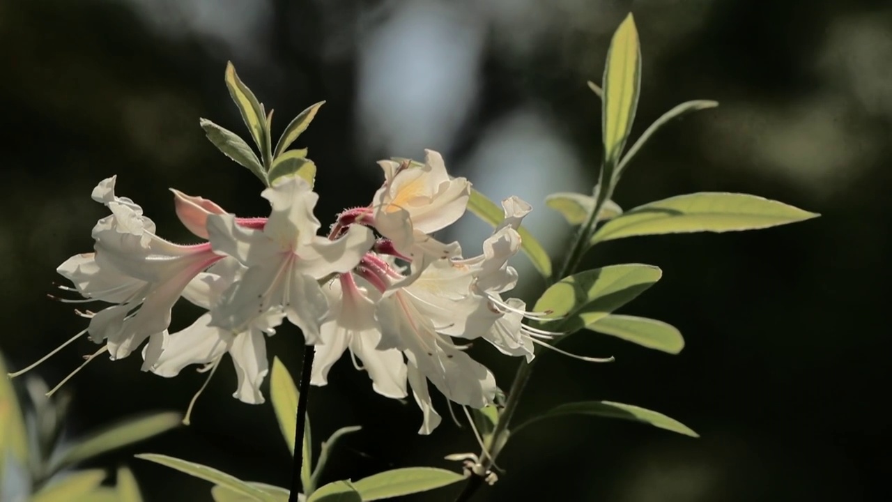 杜鹃花视频素材