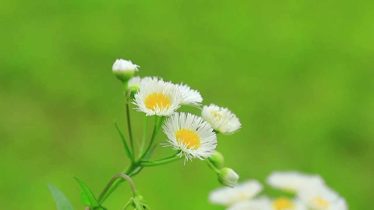 小雏菊白色小花野花视频素材