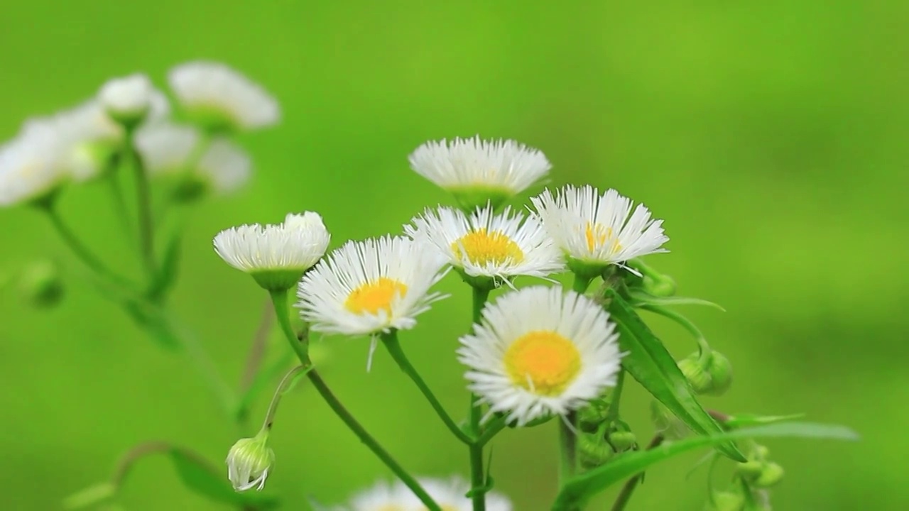 小雏菊白色小花野花视频素材