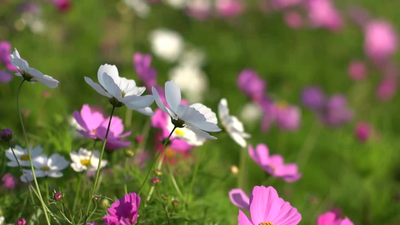 格桑花开视频下载