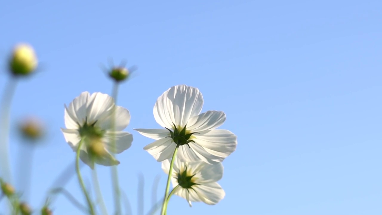 格桑花开视频素材