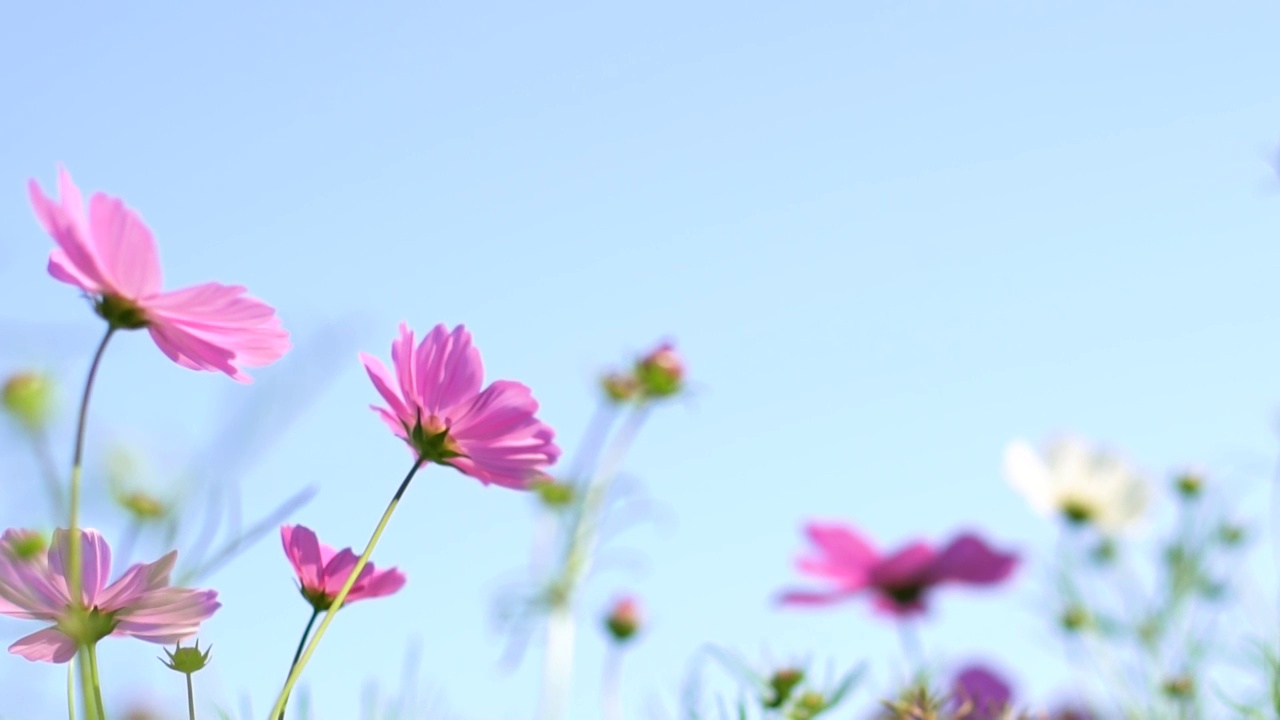 格桑花开视频素材