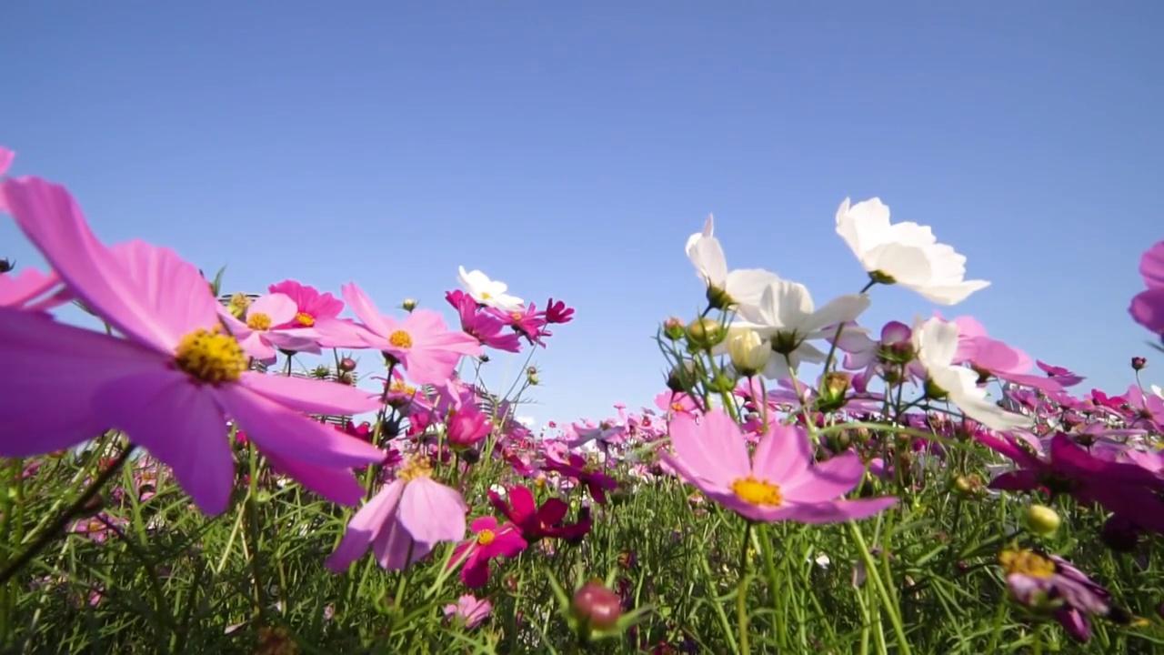 格桑花开视频素材