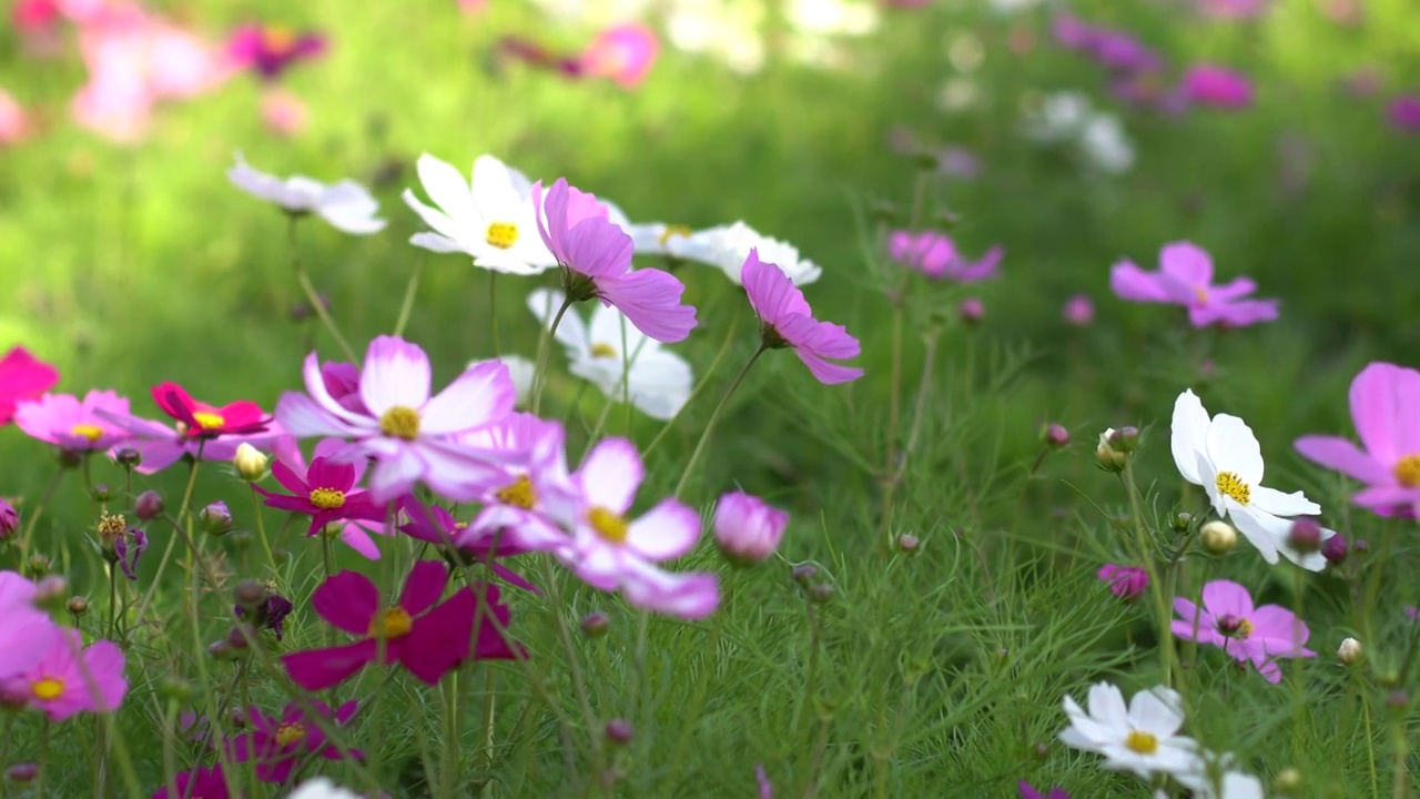 格桑花开视频素材