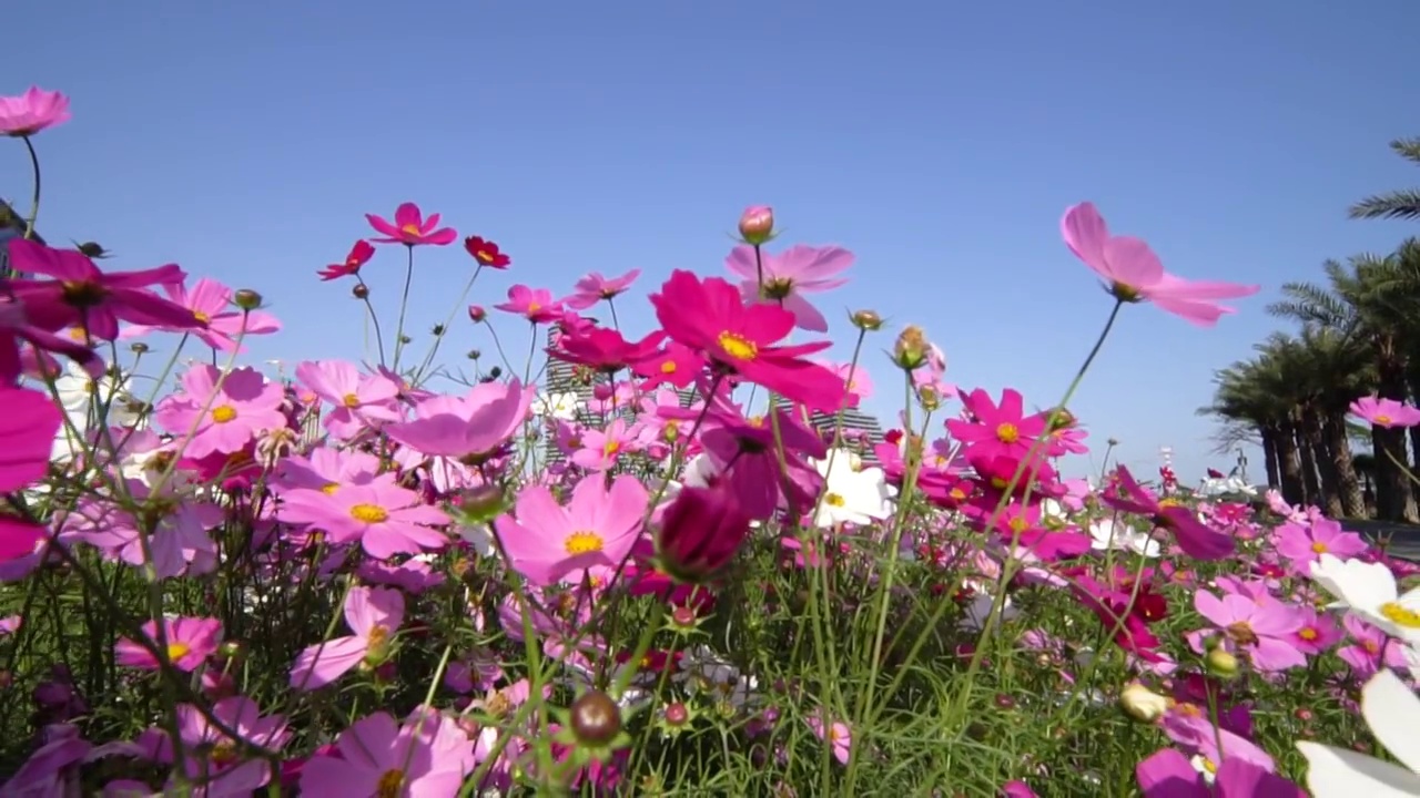 格桑花开视频素材