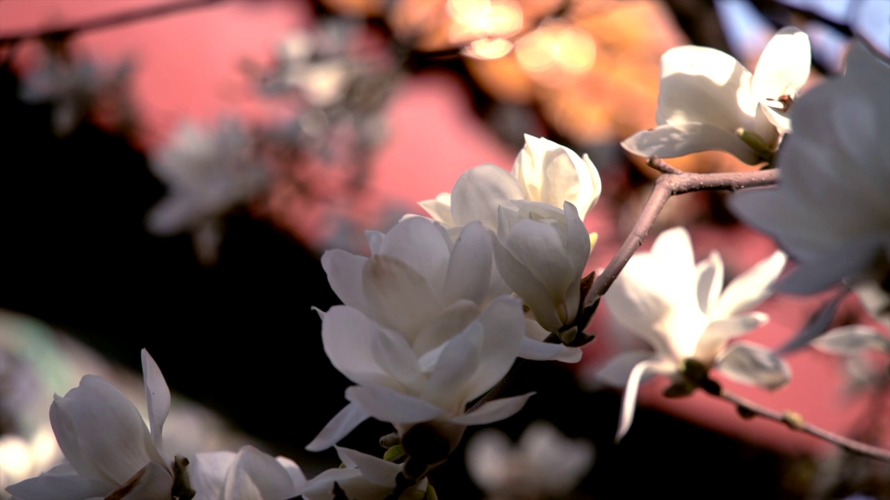 春天北京故宫春花盛开视频素材