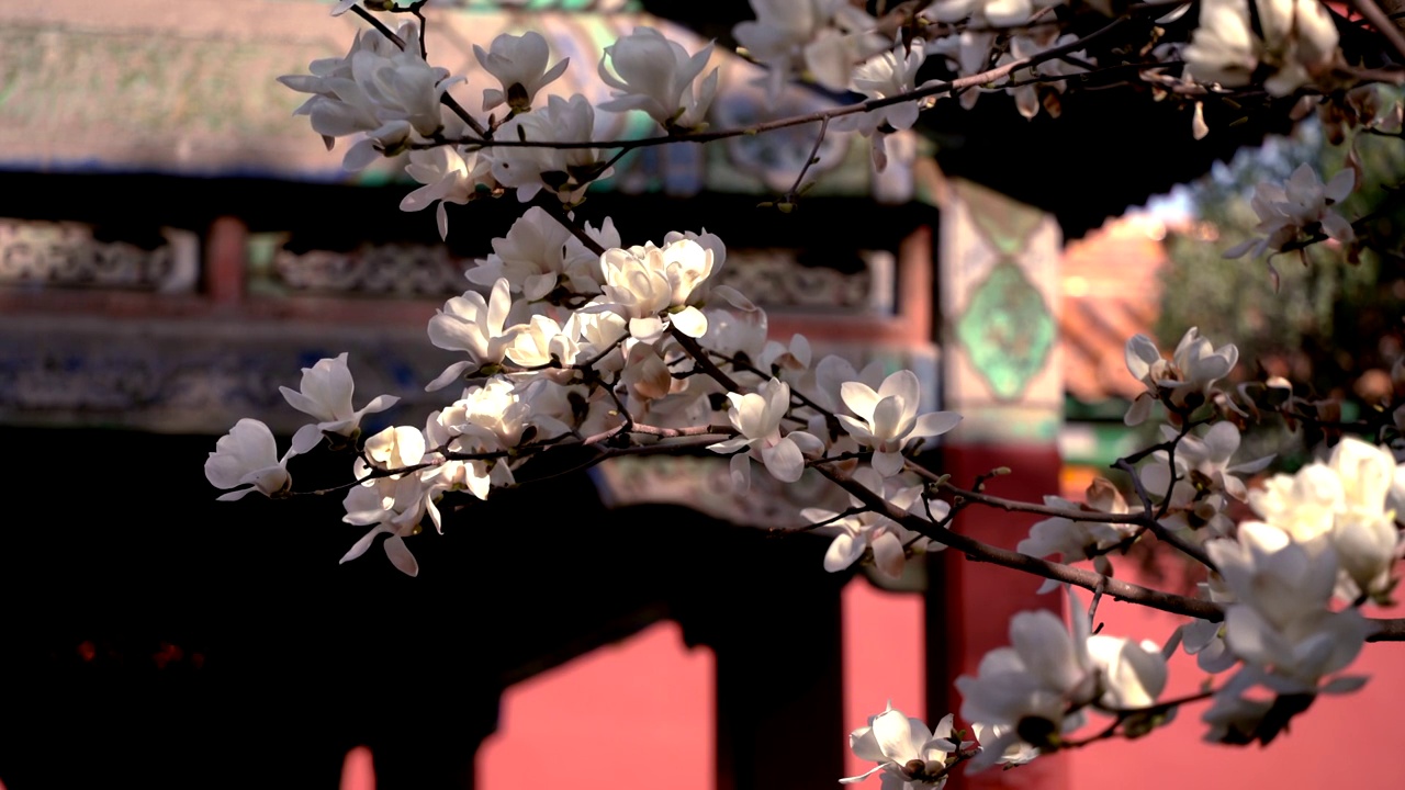 春天北京故宫春花盛开视频素材