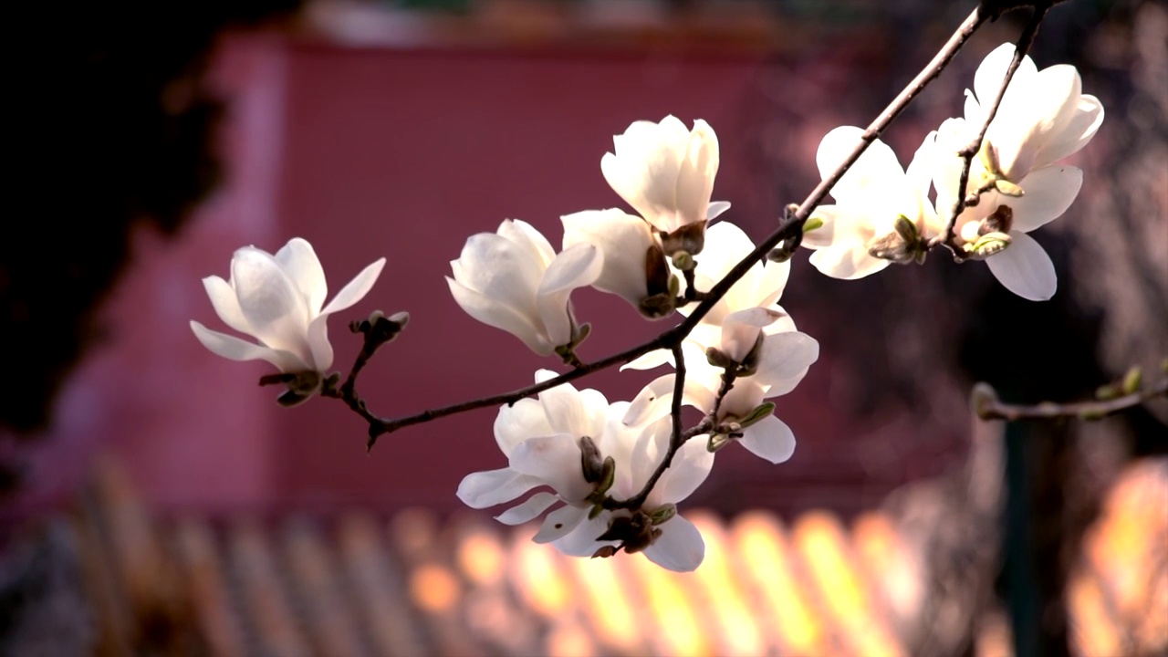 春天北京故宫春花盛开视频素材