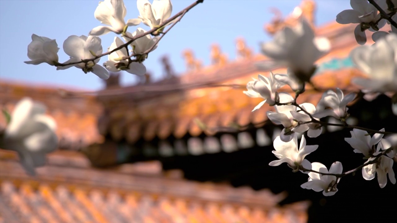 春天北京故宫春花盛开视频素材