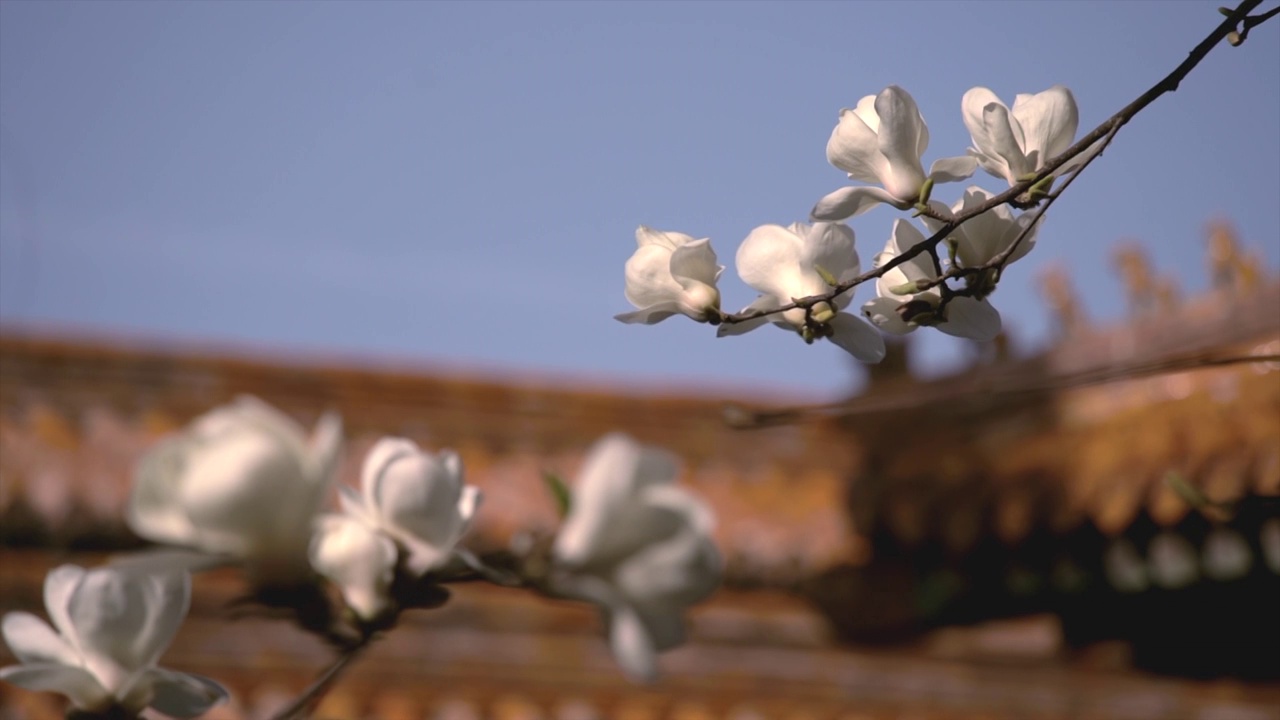 春天北京故宫春花盛开视频素材