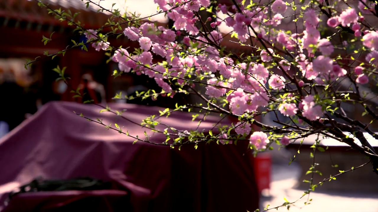 春天北京故宫春花盛开视频素材