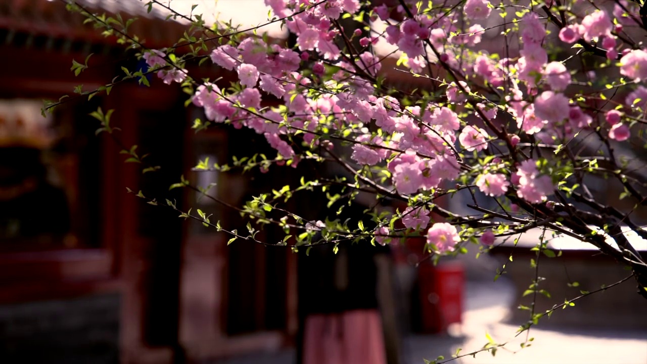 春天北京故宫春花盛开视频素材