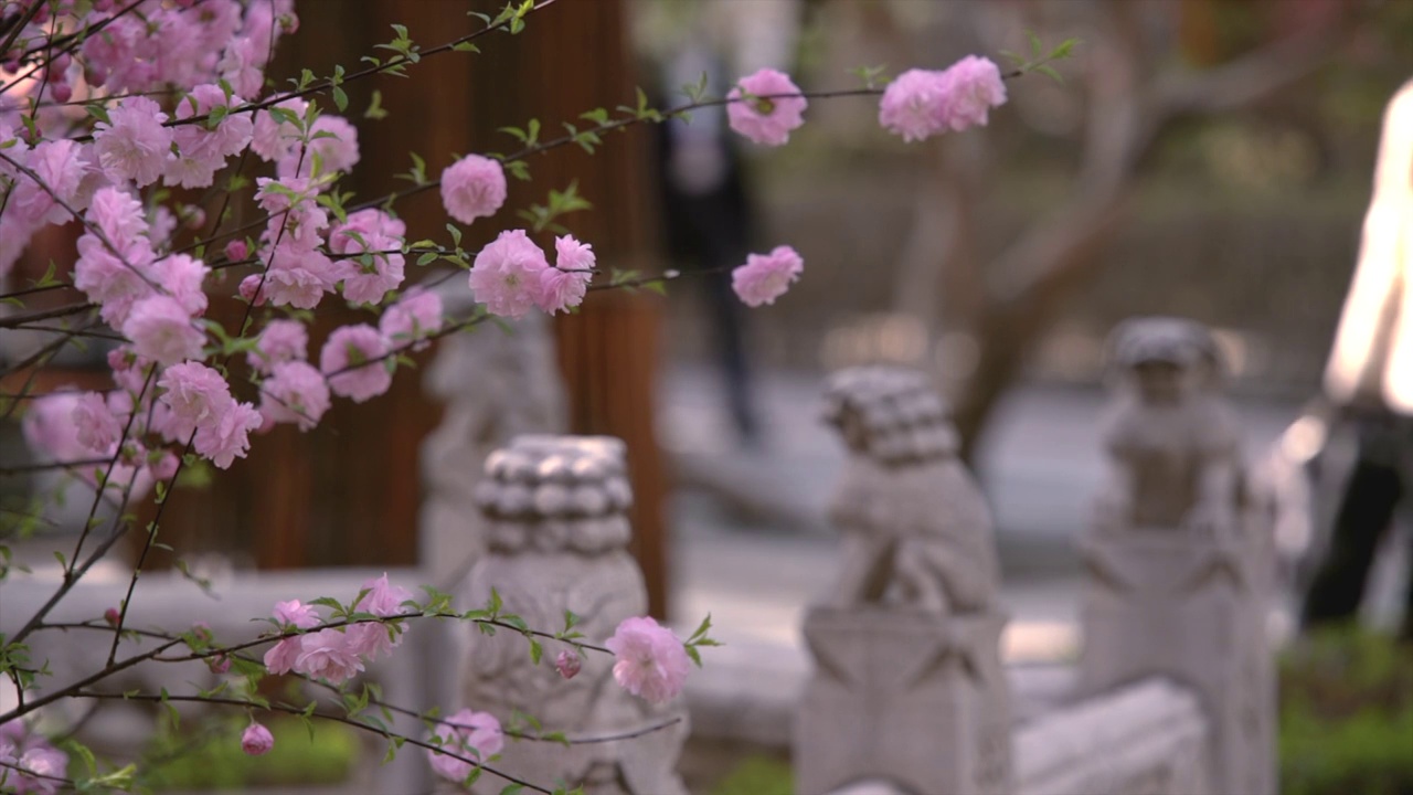 春天北京故宫春花盛开视频素材