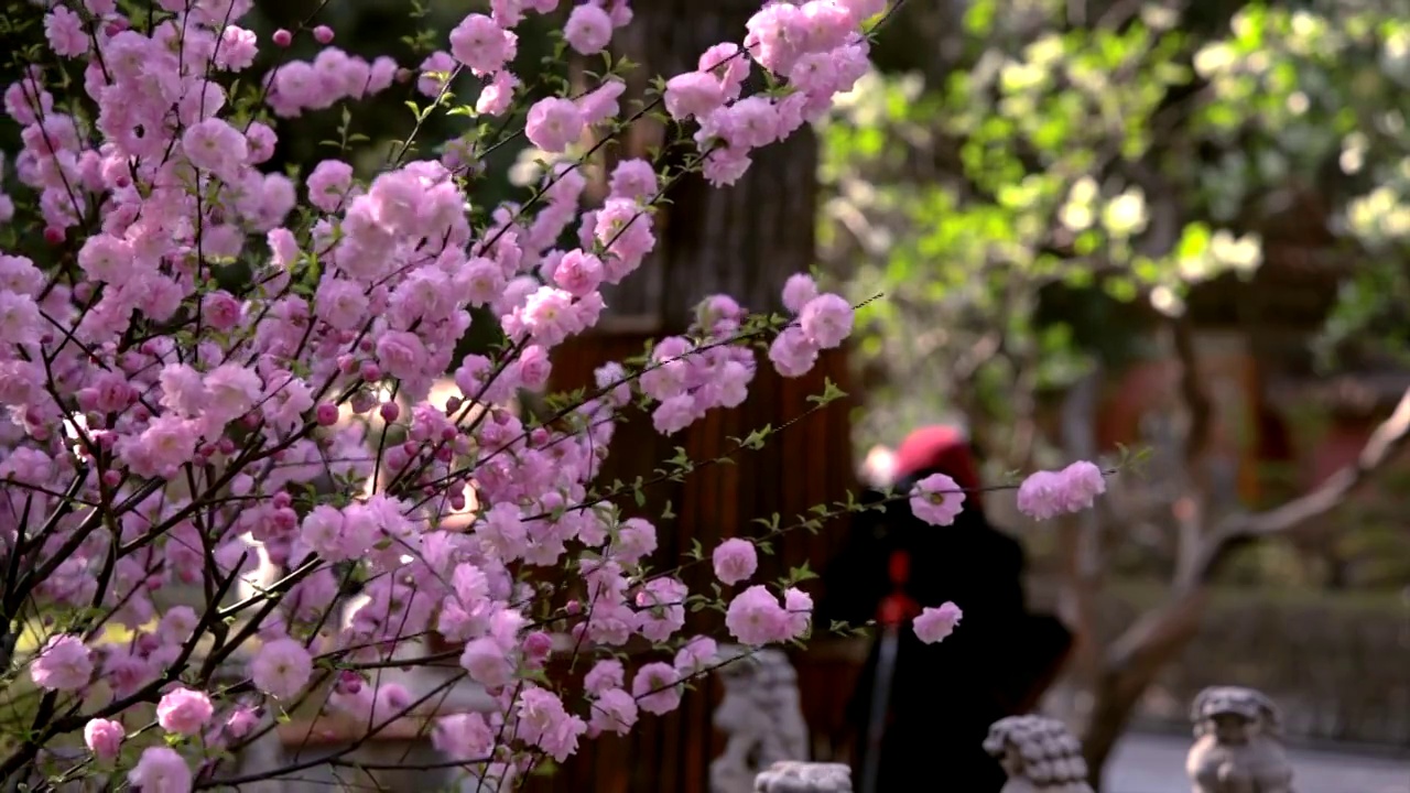 春天北京故宫春花盛开视频素材