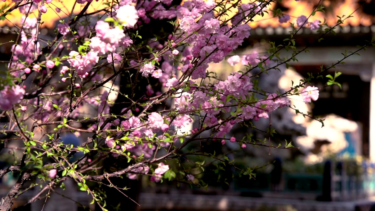 春天北京故宫春花盛开视频素材