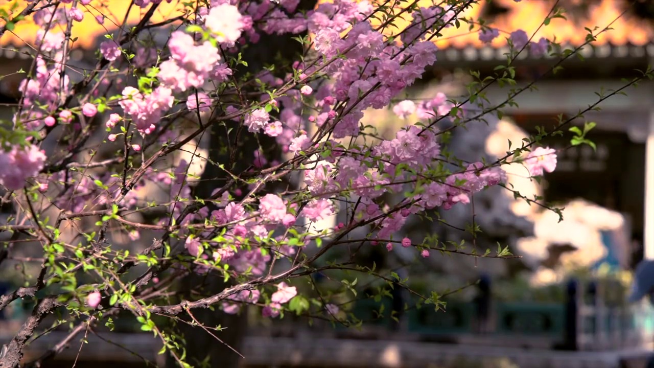 春天北京故宫春花盛开视频素材