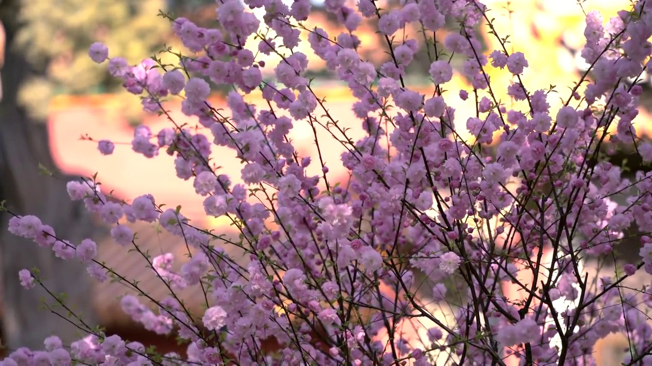 春天北京故宫春花盛开视频素材