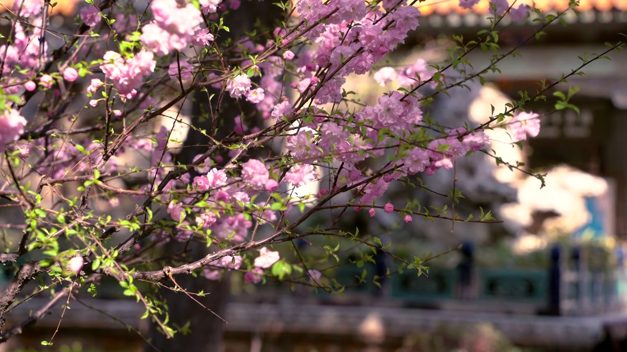 春天北京故宫春花盛开视频素材