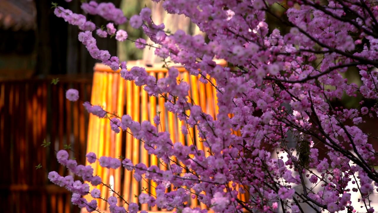 春天北京故宫春花盛开视频素材