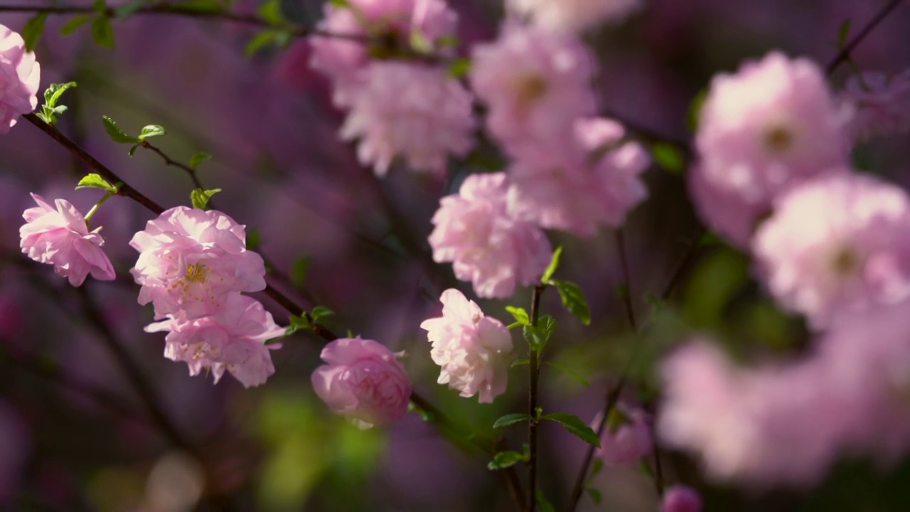 春天北京故宫春花盛开视频素材