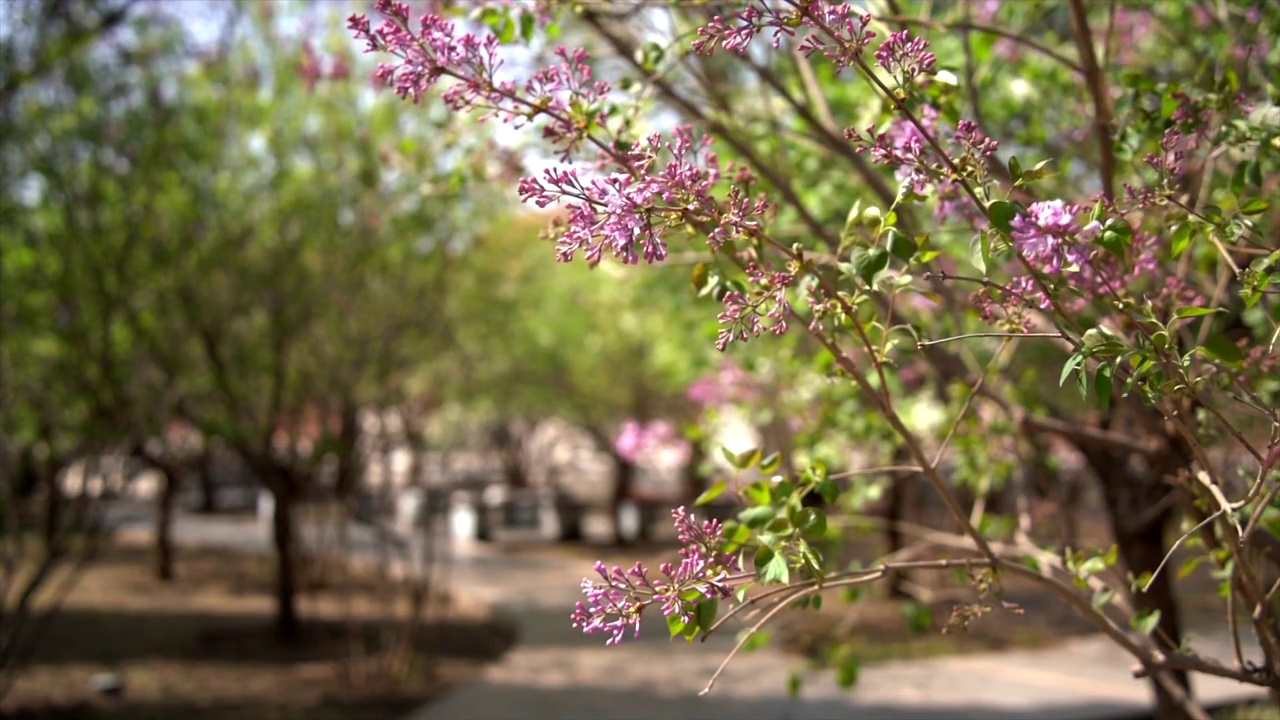 春天北京故宫春花盛开视频素材