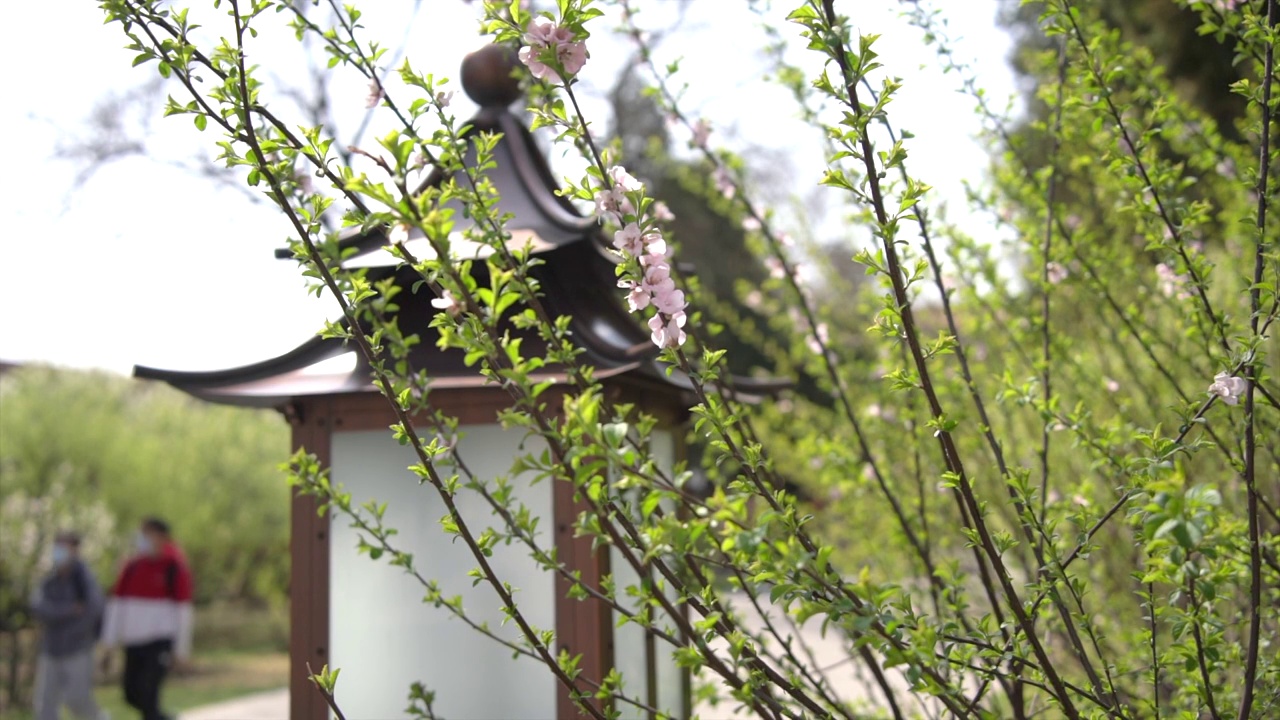 春天北京故宫春花盛开视频素材