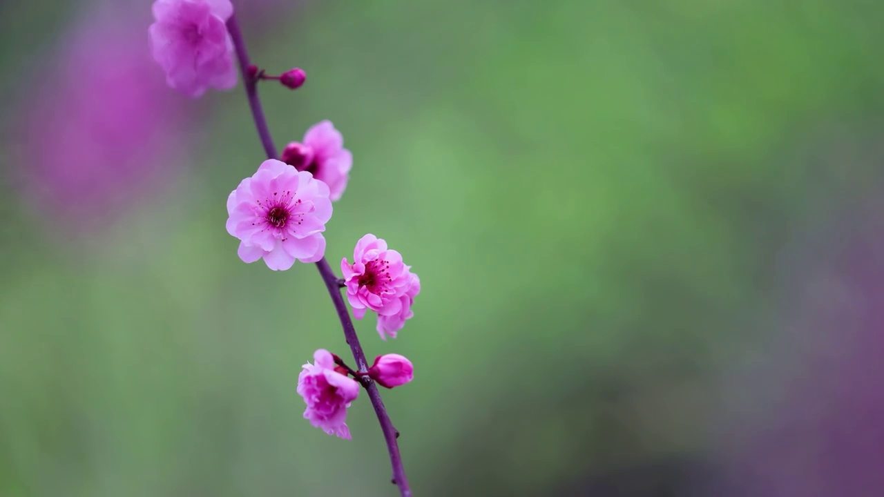 春天花朵浪漫杏梅视频素材