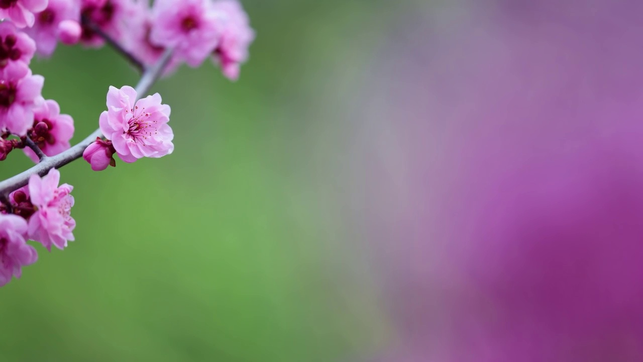 春天花朵浪漫杏梅视频素材