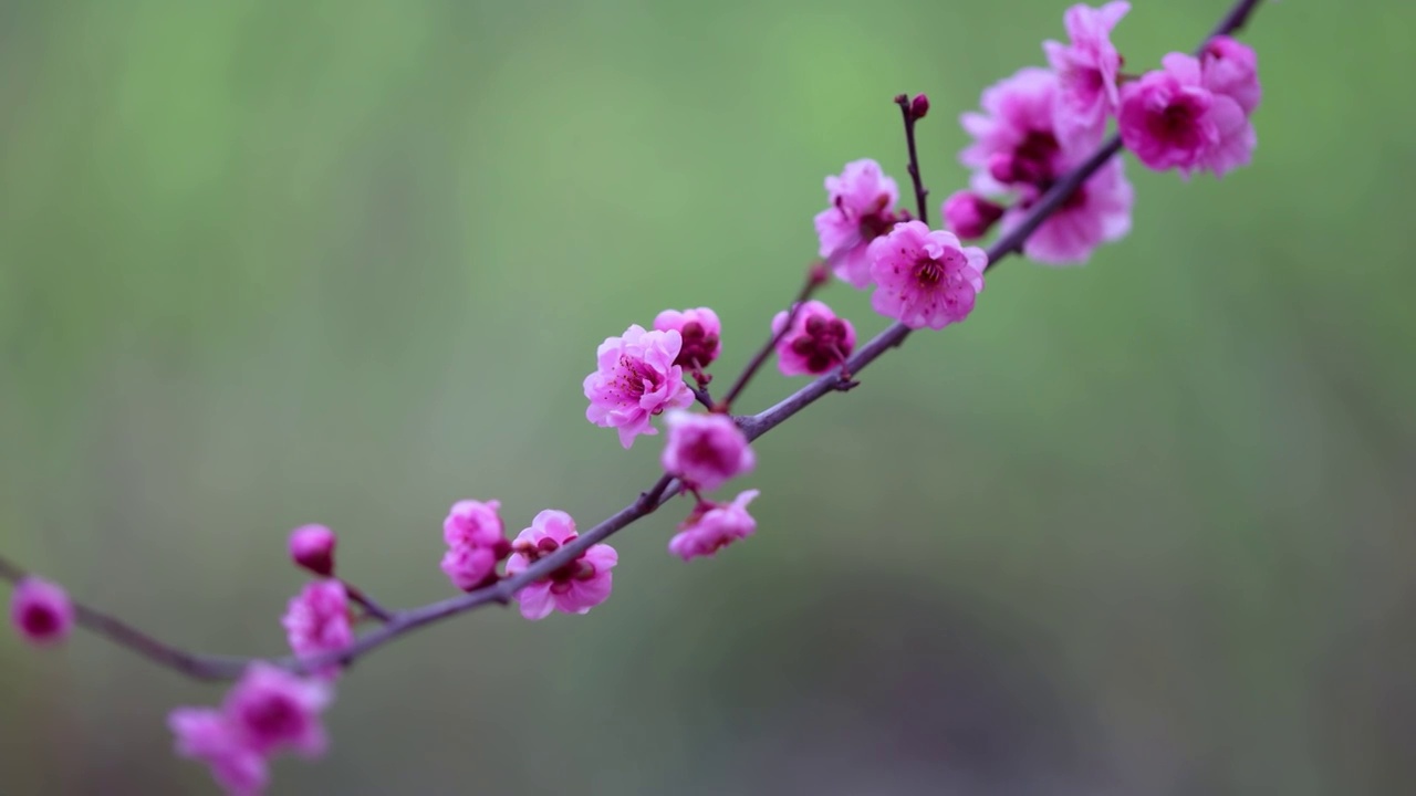 春天花朵浪漫杏梅视频素材