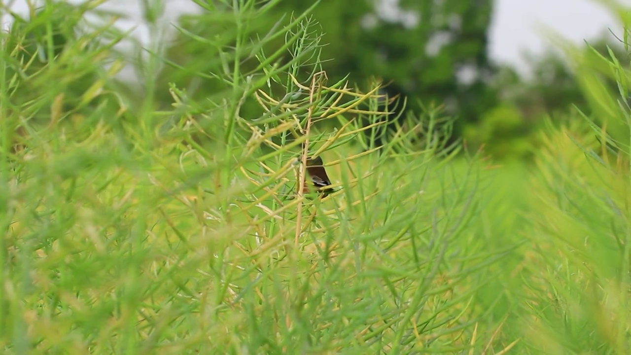 农田地里油菜籽上的小鸟视频素材