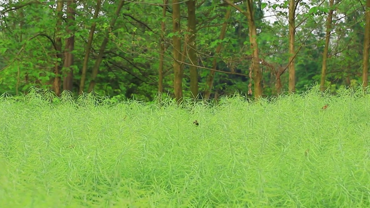 农田地里油菜籽上的小鸟视频素材