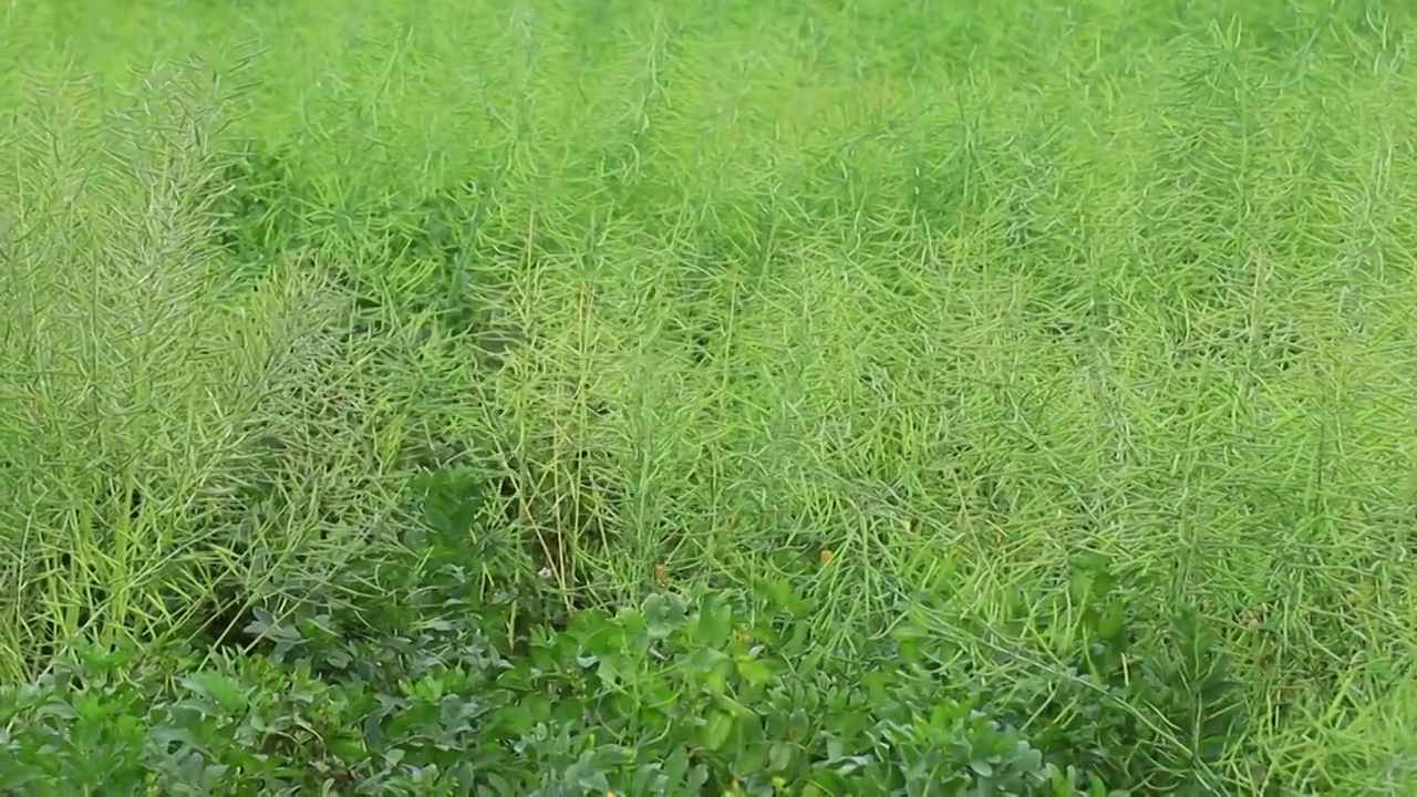 小鸟在农田地里油菜籽地捕食的场景视频素材