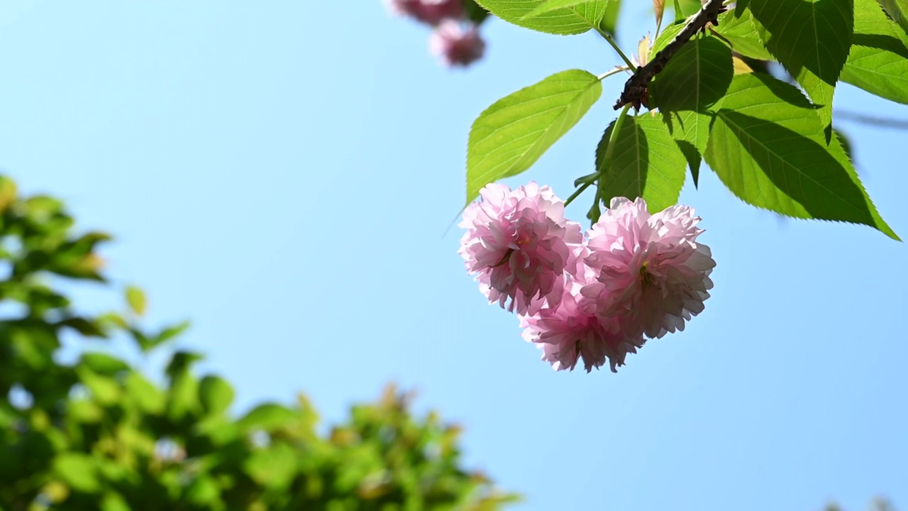 春天阳光下桂林盛开的樱花视频素材